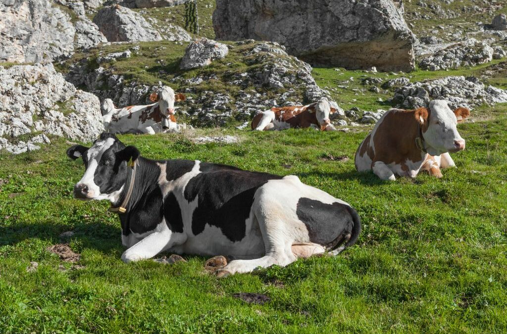 schwarz-weiß gefleckte Kühe liegen wiederkäuend auf einer Bergwiese